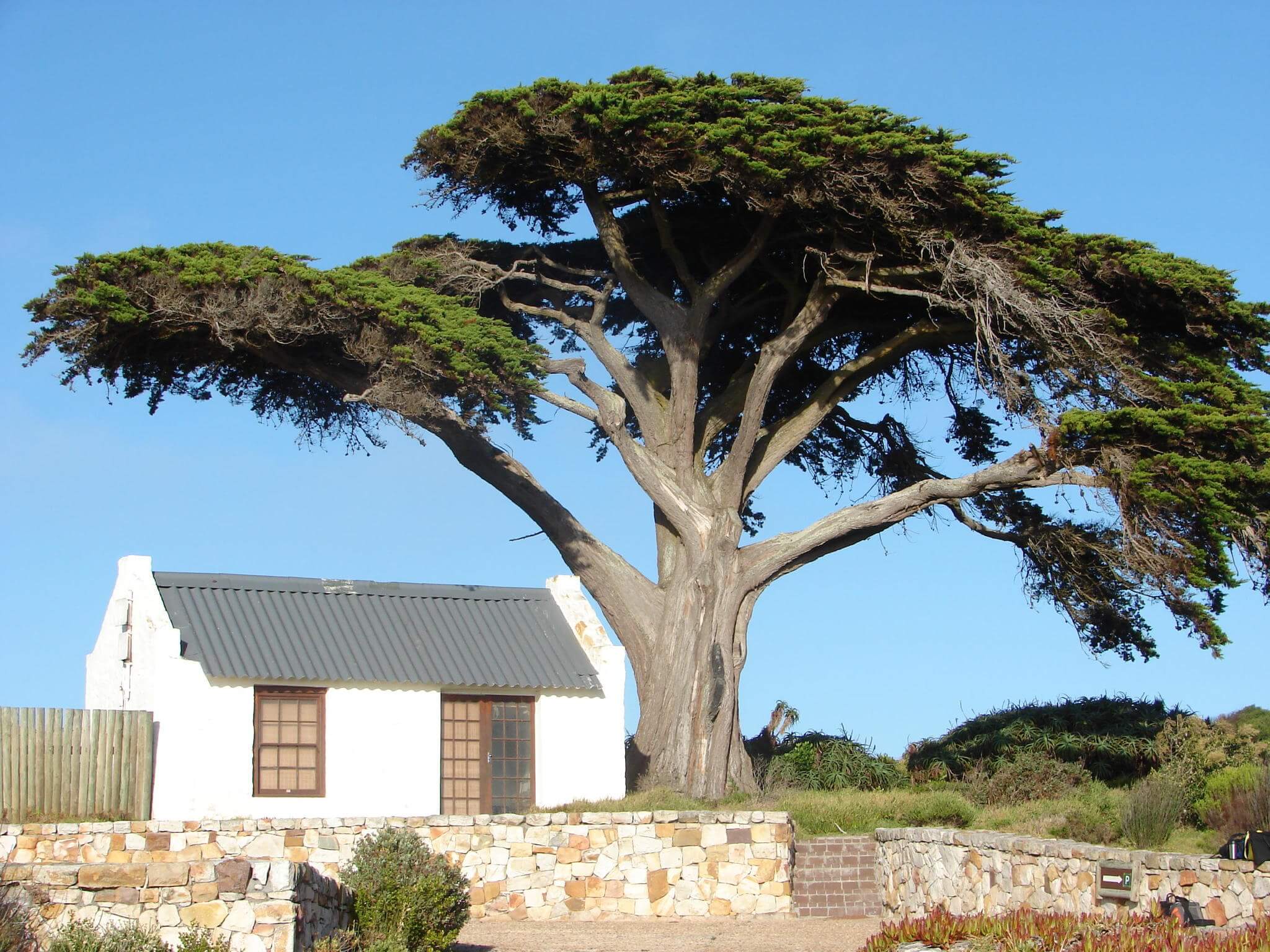 Cupressus macrocarpa 'Compacta'
